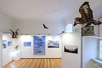 "Airlines - Vogelspuren in der Luft" Sonderausstellung im Naturkundemuseum Bamberg